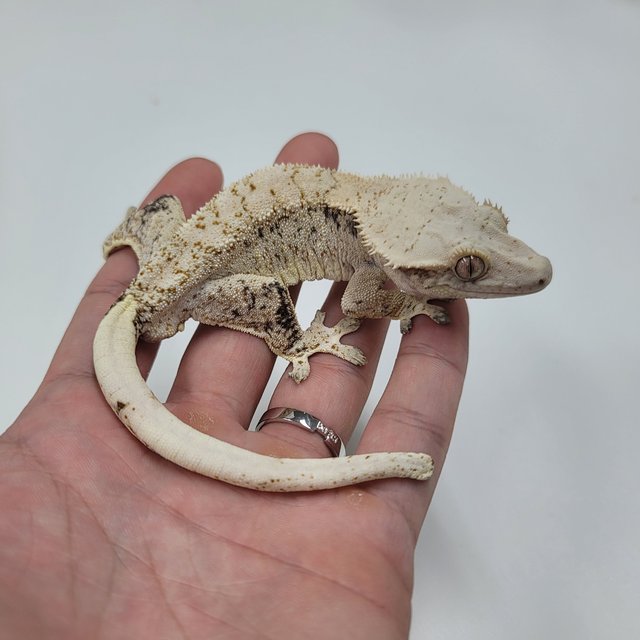 드리피 화이트스팟