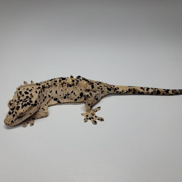 슈퍼달마시안