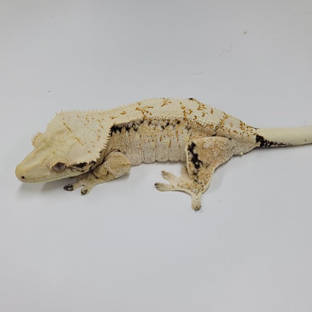 드리피 화이트스팟