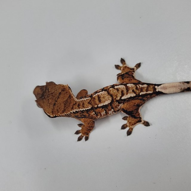 텐저린 트라이 익스트림할리퀸