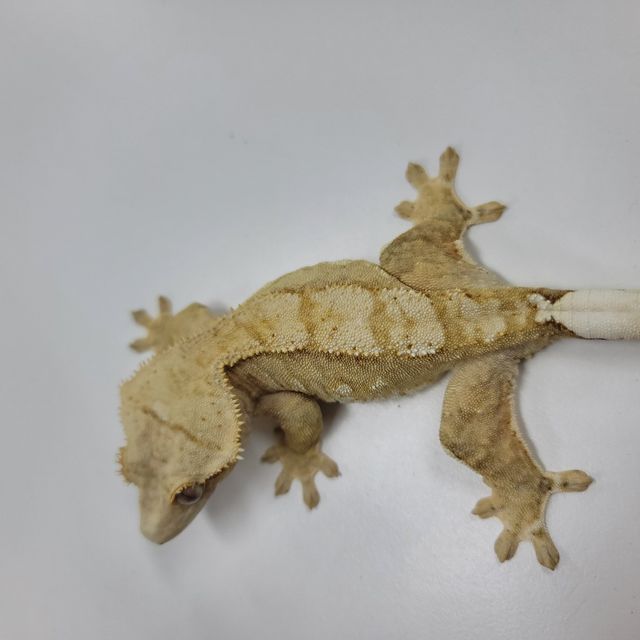 크림시클