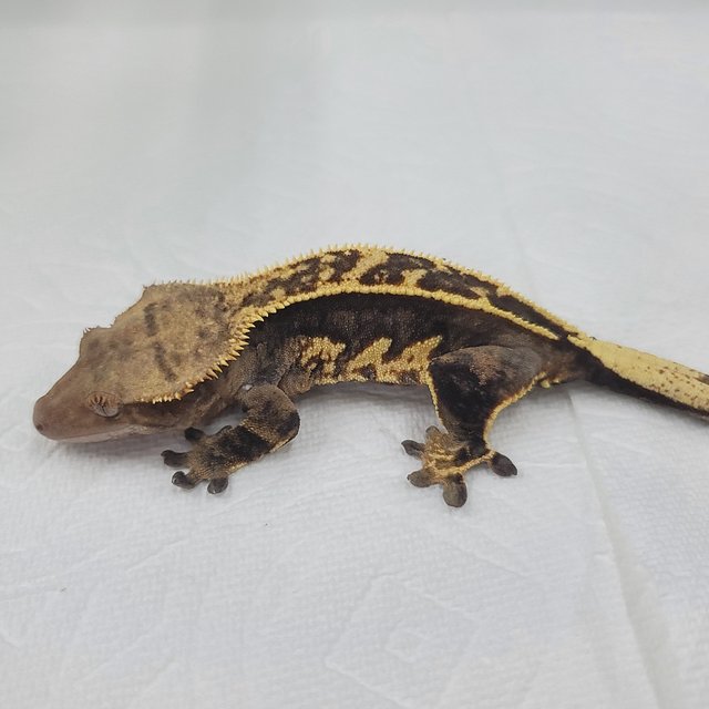 슈퍼스트라이프