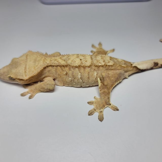 크림시클