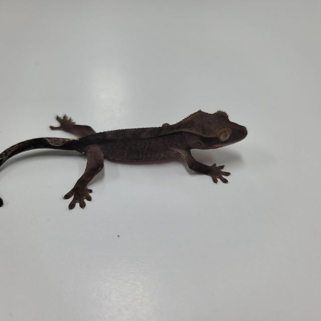 알티 챠콜