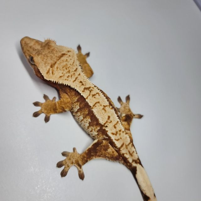 트라이 익스트림할리퀸