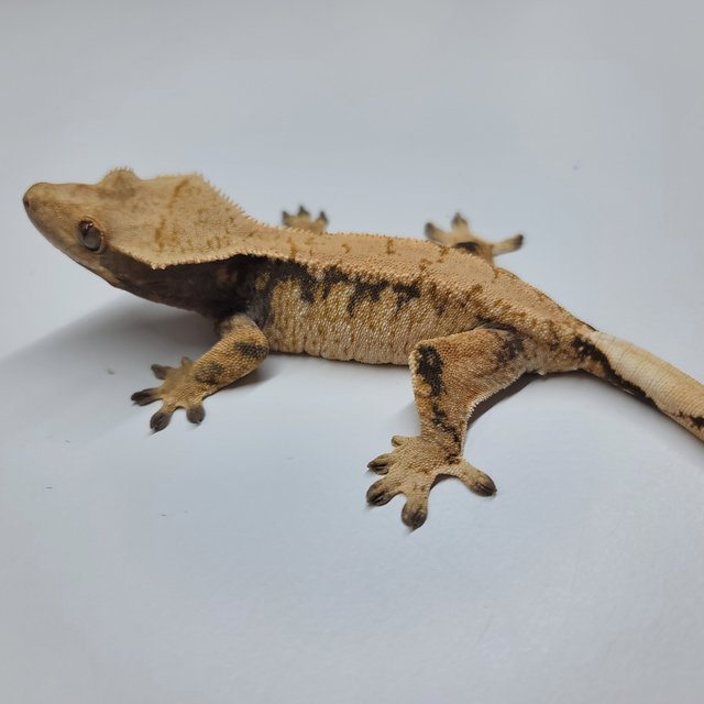 트라이 익스트림할리퀸