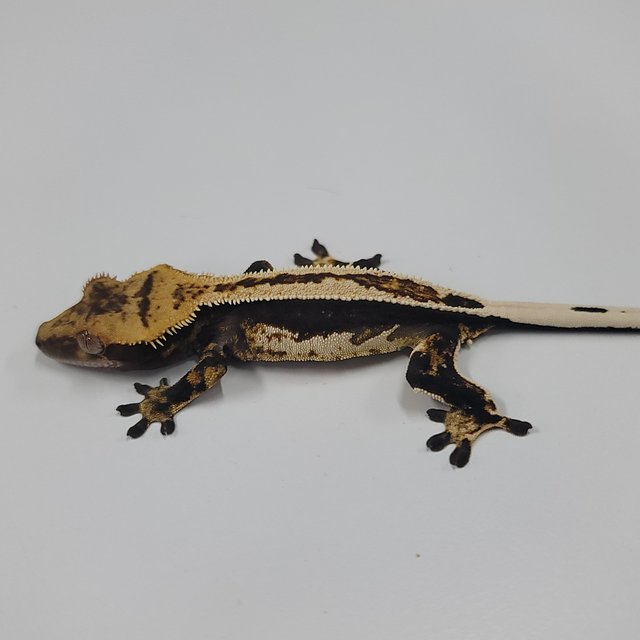 슈퍼스트라이프