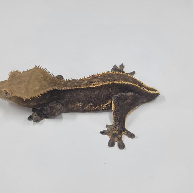 슈퍼스트라이프