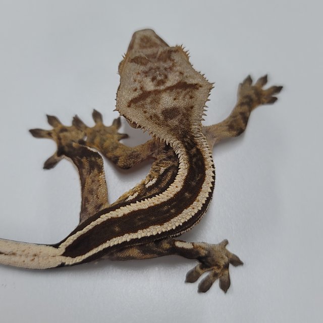 슈퍼스트라이프