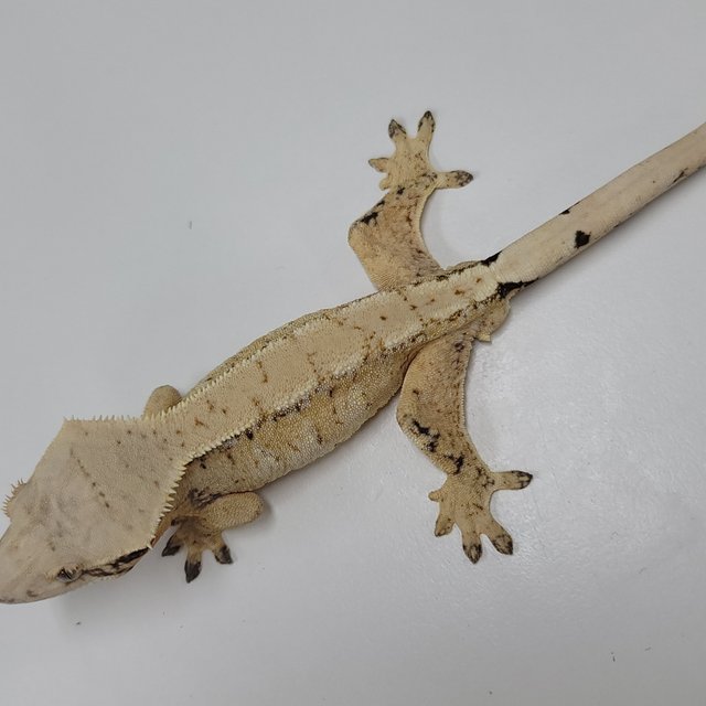 드리피 화이트스팟