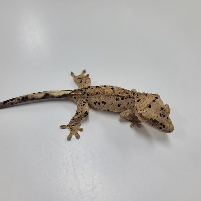 슈퍼달마시안