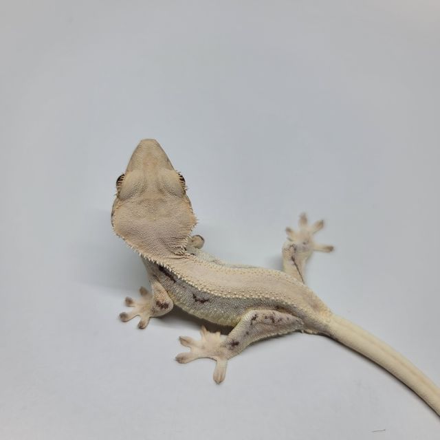 솔리드백 릴리화이트