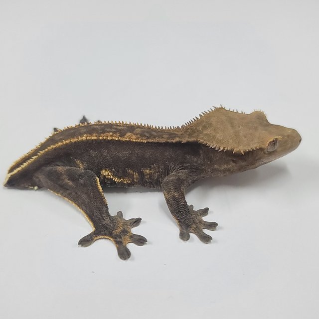 슈퍼스트라이프