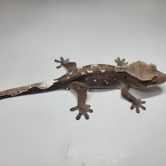 아잔틱