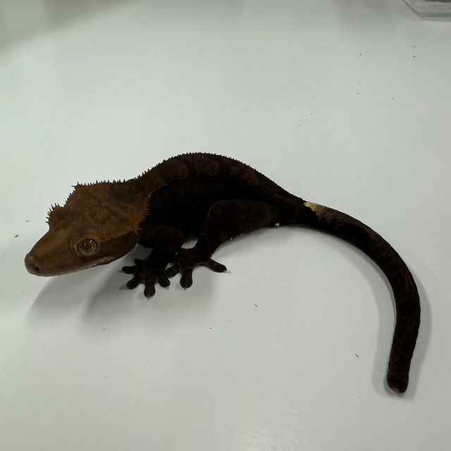알티 챠콜
