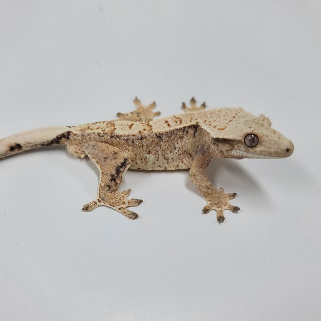 드리피 화이트스팟