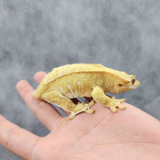 옐로우 벅스킨