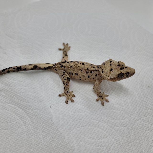 슈퍼달마시안