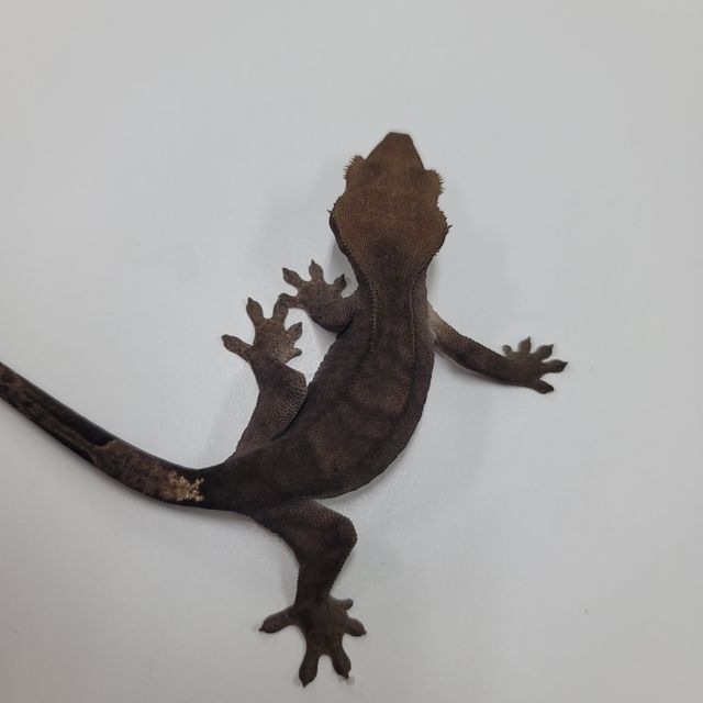 알티 챠콜