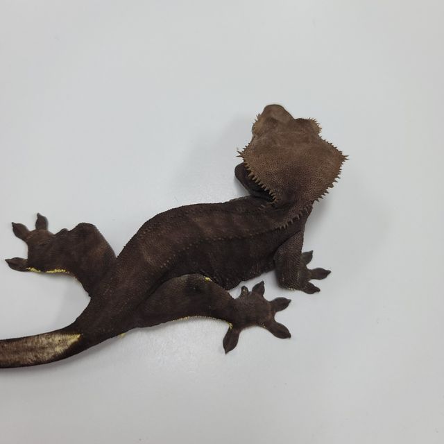 알티 챠콜