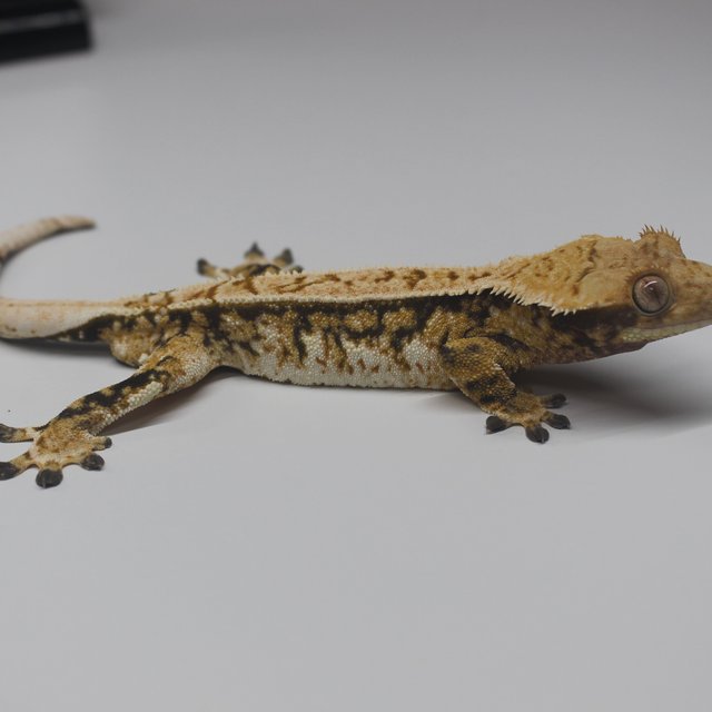 트라이 익스트림할리퀸