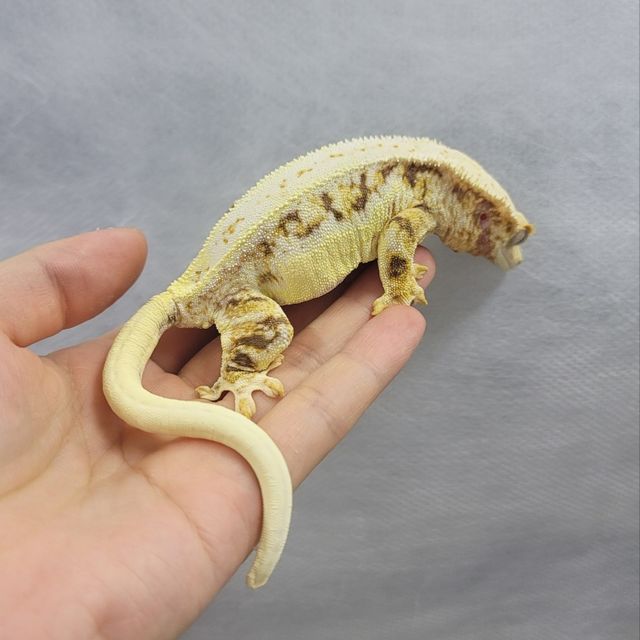 릴리화이트