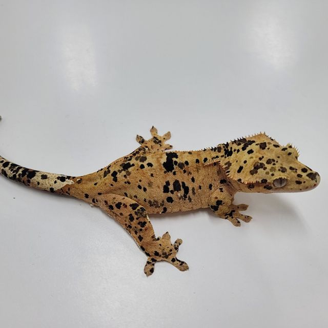 슈퍼달마시안