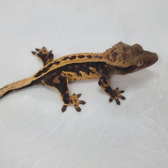 슈퍼스트라이프