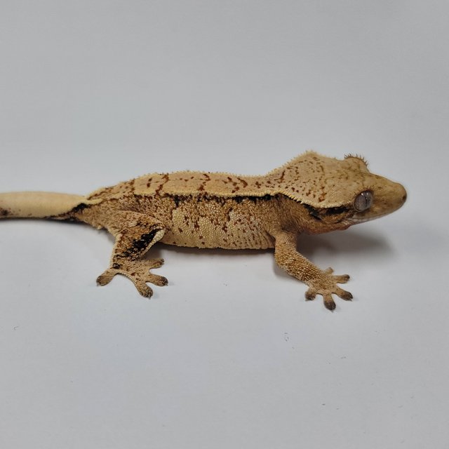 화이트핀 트라이 익스트림할리퀸