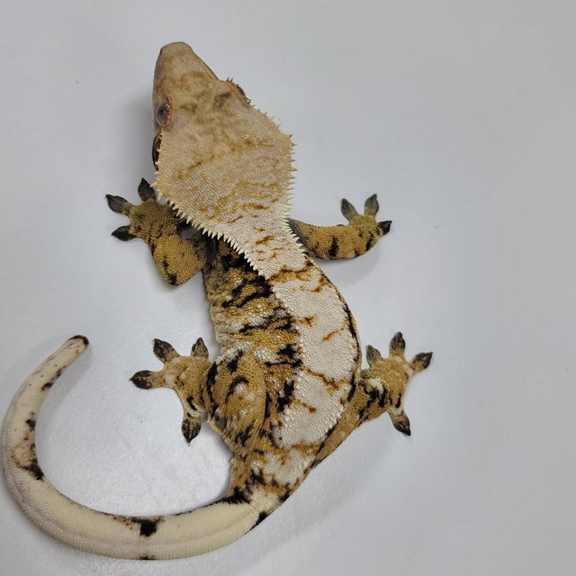 트라이 익스트림할리퀸