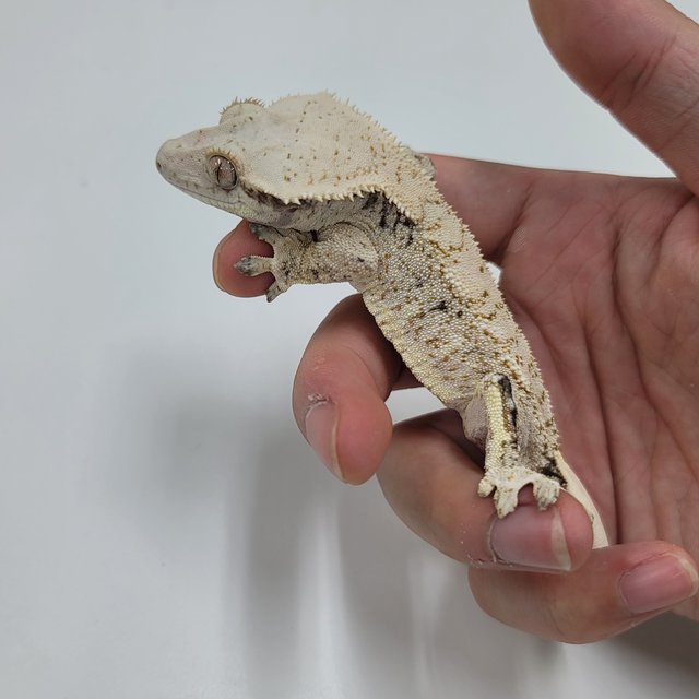 드리피 화이트스팟