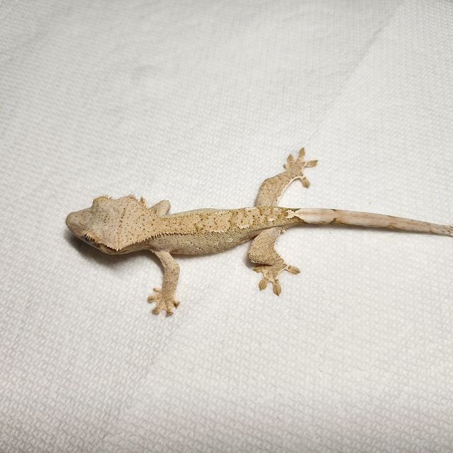 크림시클