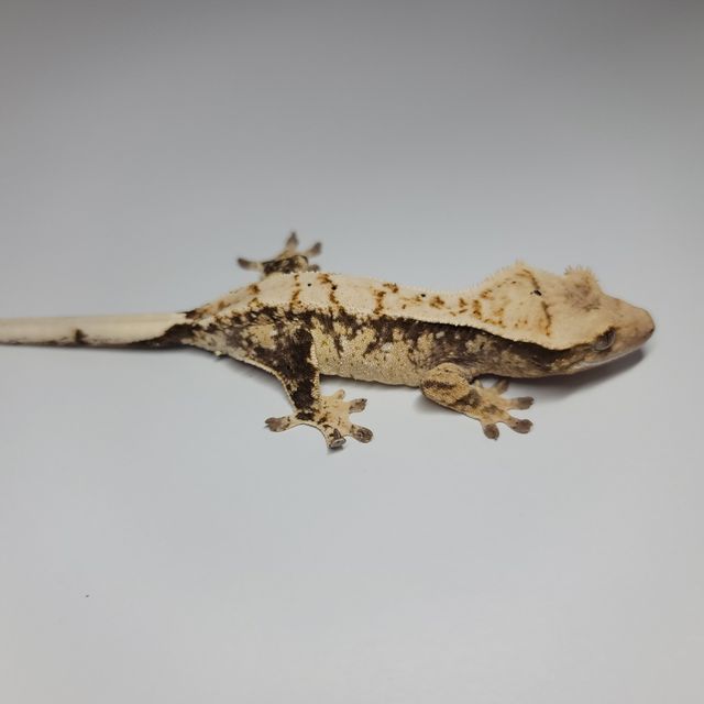 트라이 익스트림할리퀸