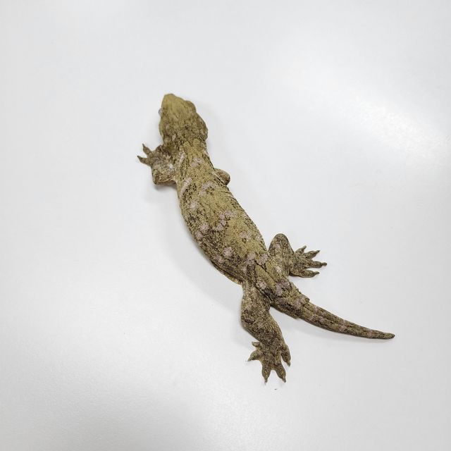 누아나