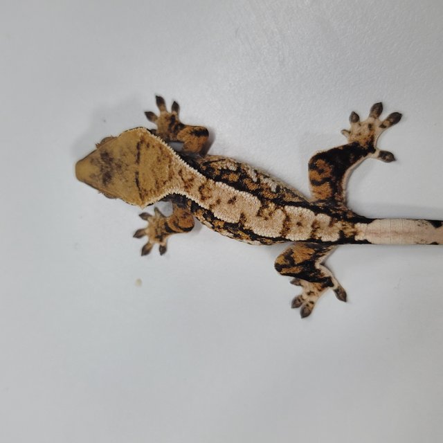 트라이 익스트림할리퀸