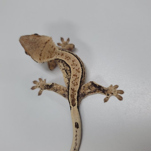 쿼드 풀핀 트라이