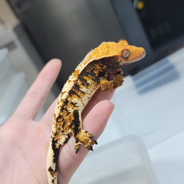 텐저린 트라이 익스트림할리퀸