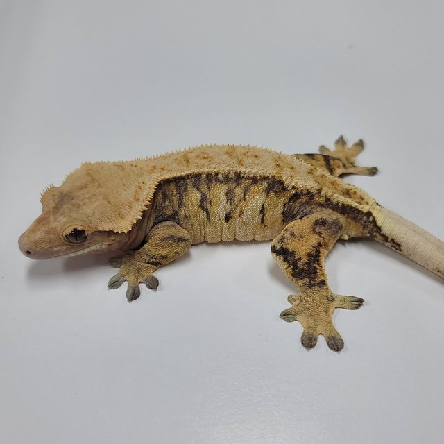 트라이 익스트림할리퀸