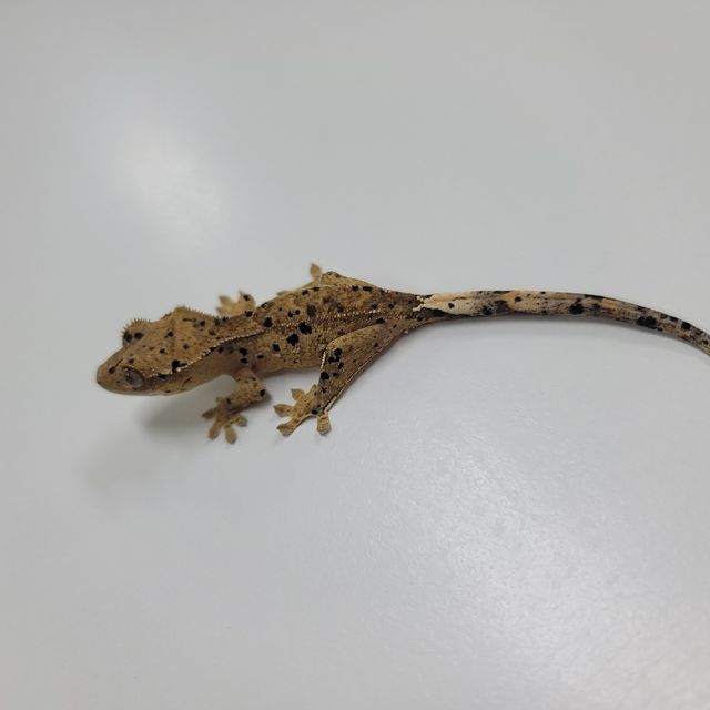 슈퍼달마시안