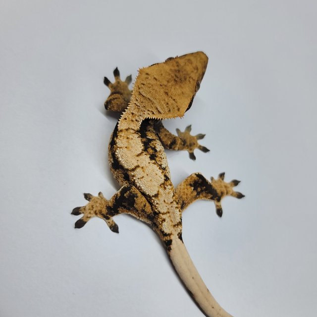 트라이 익스트림할리퀸