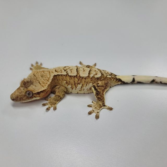 크림시클