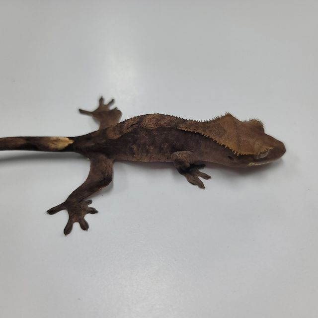 알티 챠콜