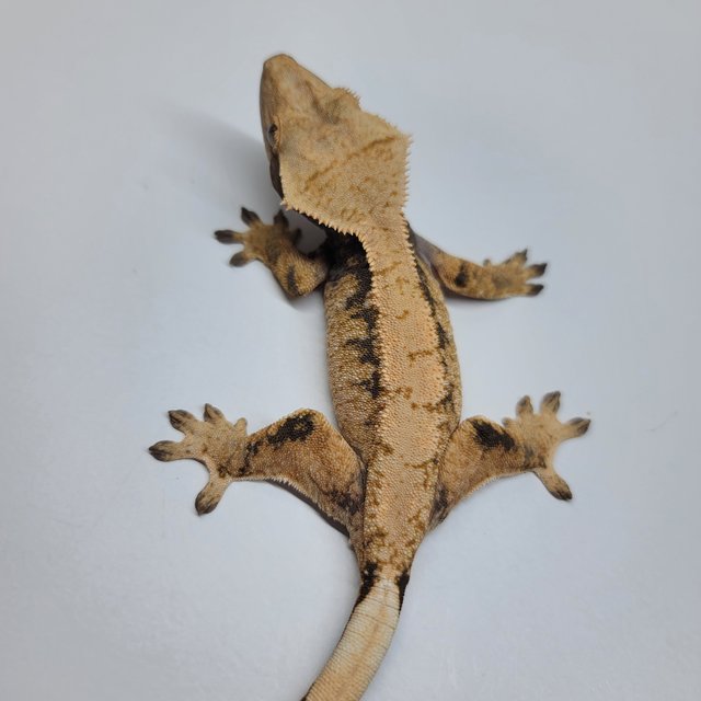 트라이 익스트림할리퀸