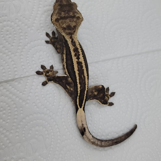 슈퍼스트라이프