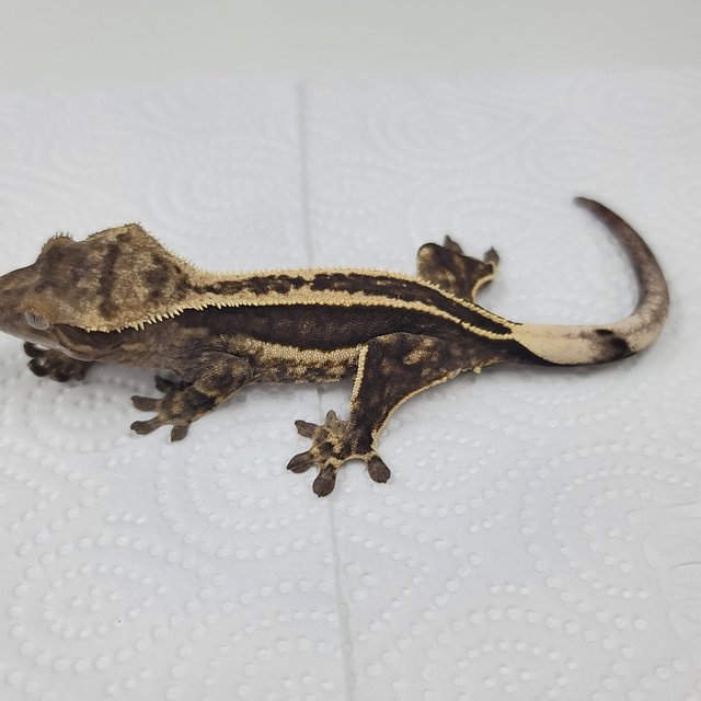 슈퍼스트라이프