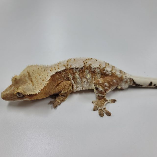 크림시클