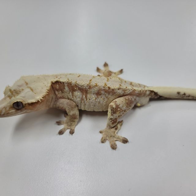 크림시클