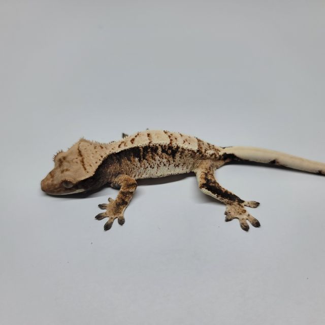 트라이 익스트림할리퀸