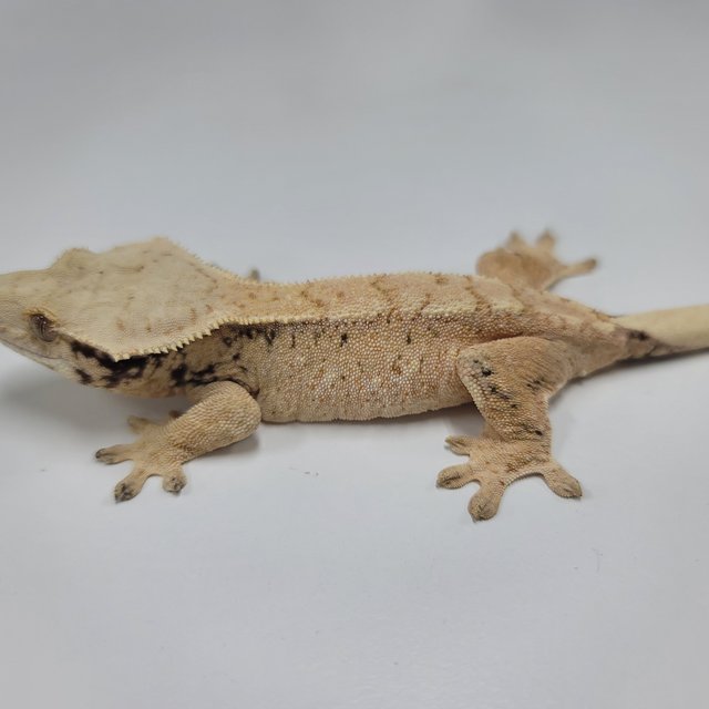 드리피 화이트스팟