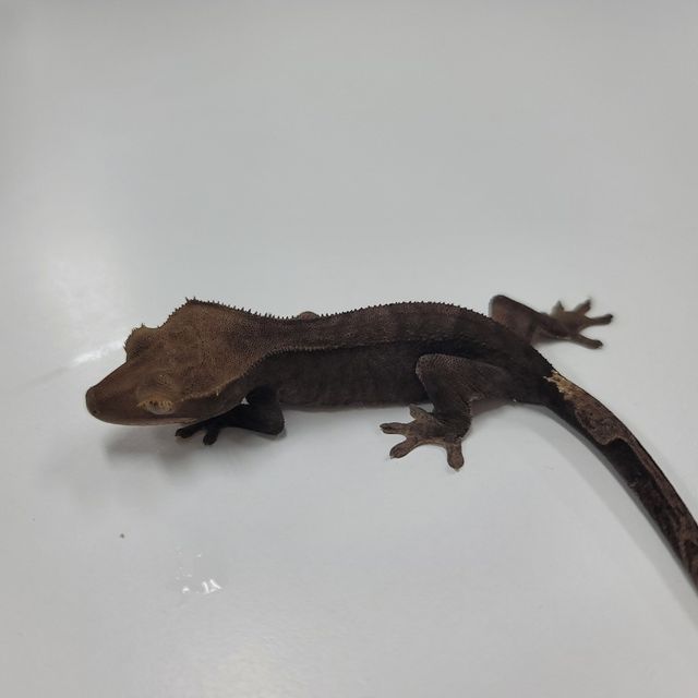 알티 챠콜
